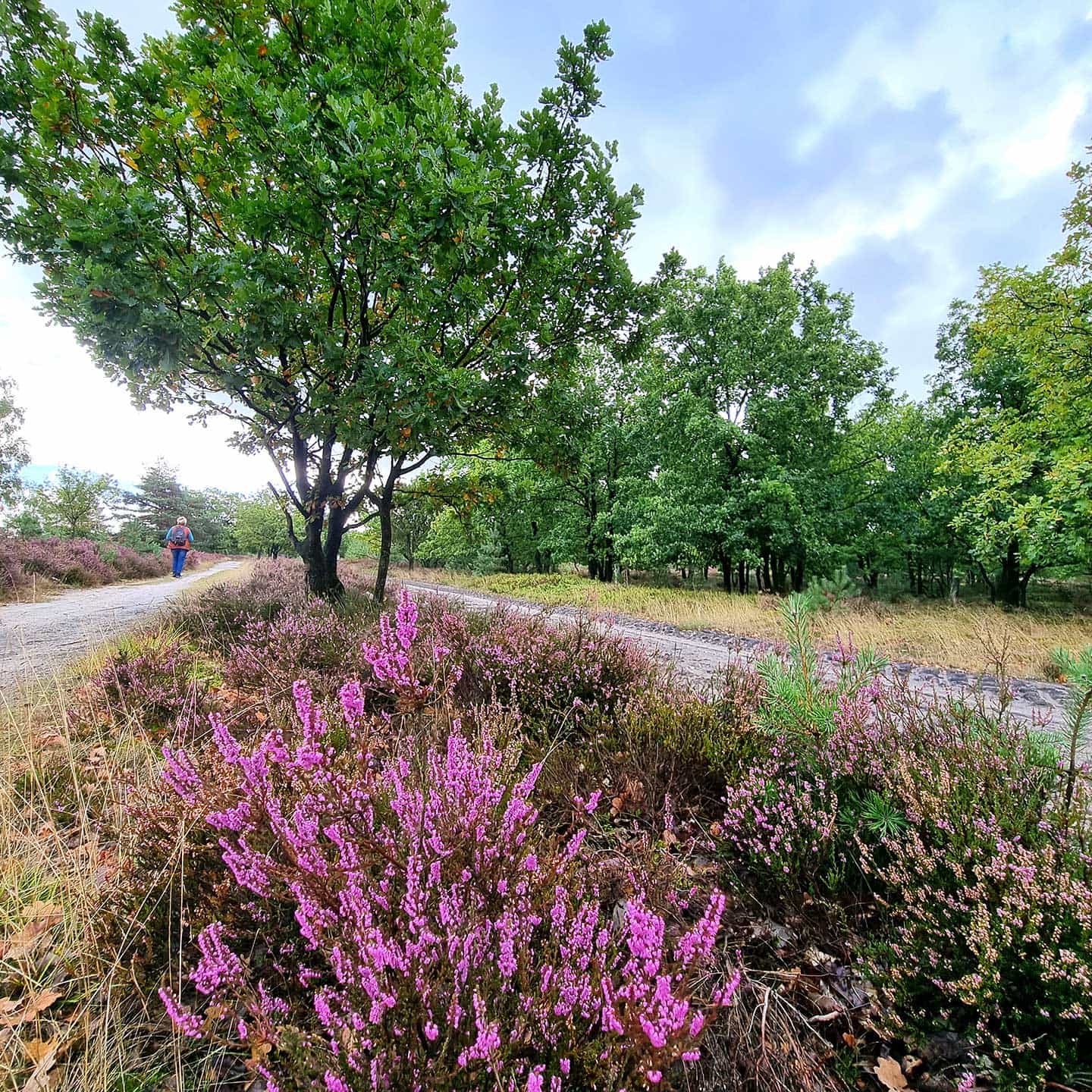 Naturzeit und Achtsamkeit in der Lüneburger Heide - Gesundheitsprävention für Frauen im Biohotel Spöktal