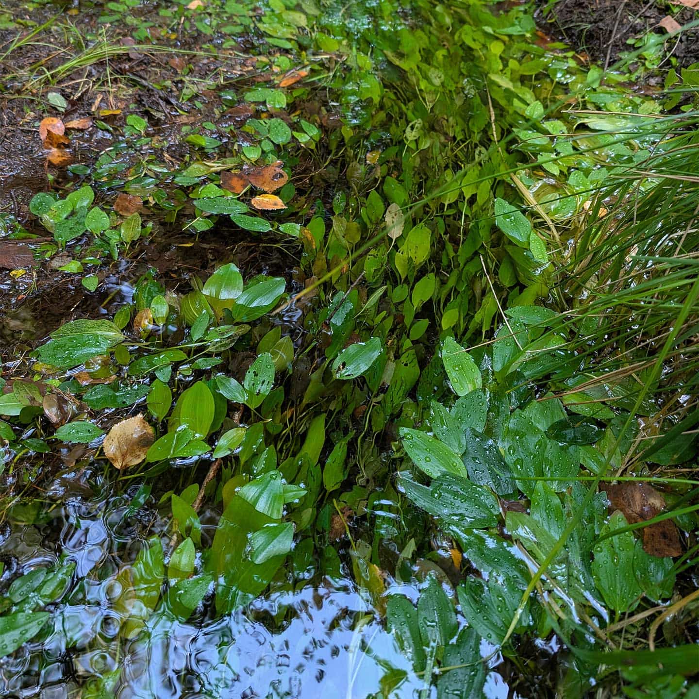 Deluxe Frühjahrsretreat